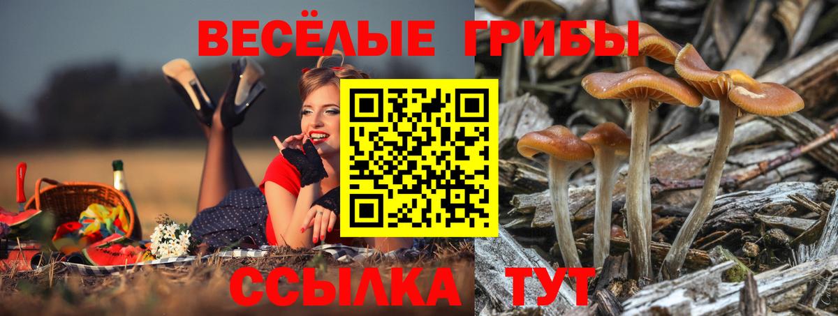Псилоцибиновые грибы прущие грибы  Псилоцибиновые грибы Psilocybe  Вход с VPN  Дзержинск 